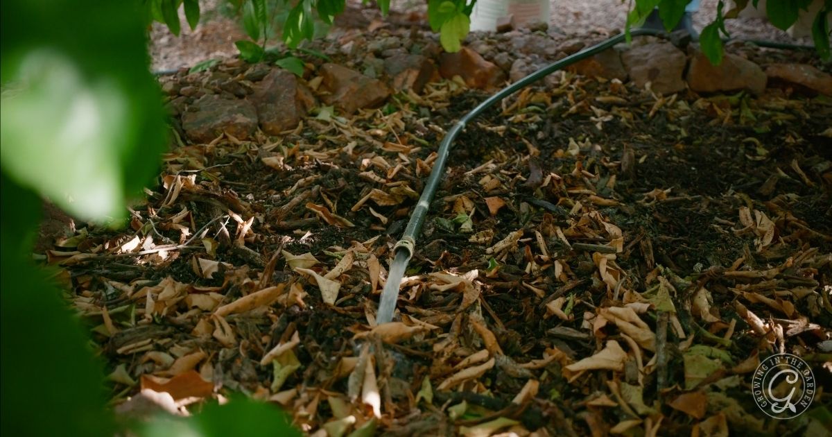 Watering in Low desert of Arizona garden in February
