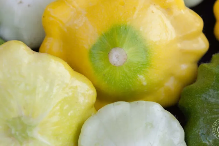 How to Grow Patty Pan Squash featured image
