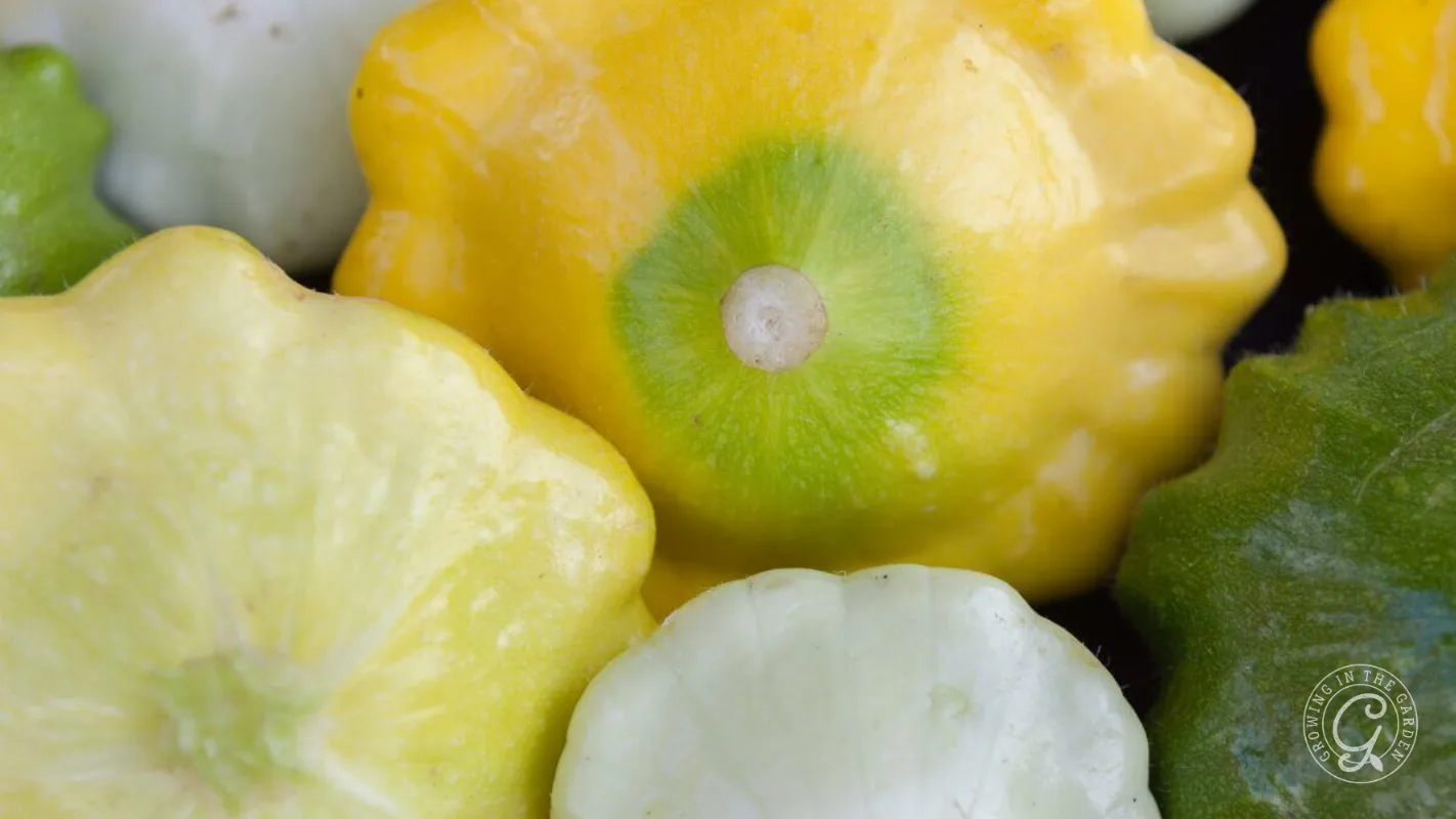Close-up of assorted pattypan squashes in yellow, green, and white colors, showing their unique shapes.