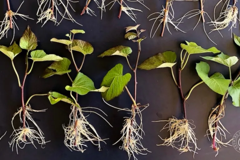 How to Make Sweet Potato Slips in Soil or Water featured image