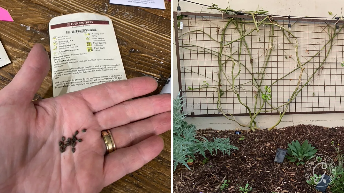 Left: Hand holding small seeds. Right: Bare vine growing on a trellis against a wall in a mulched garden.