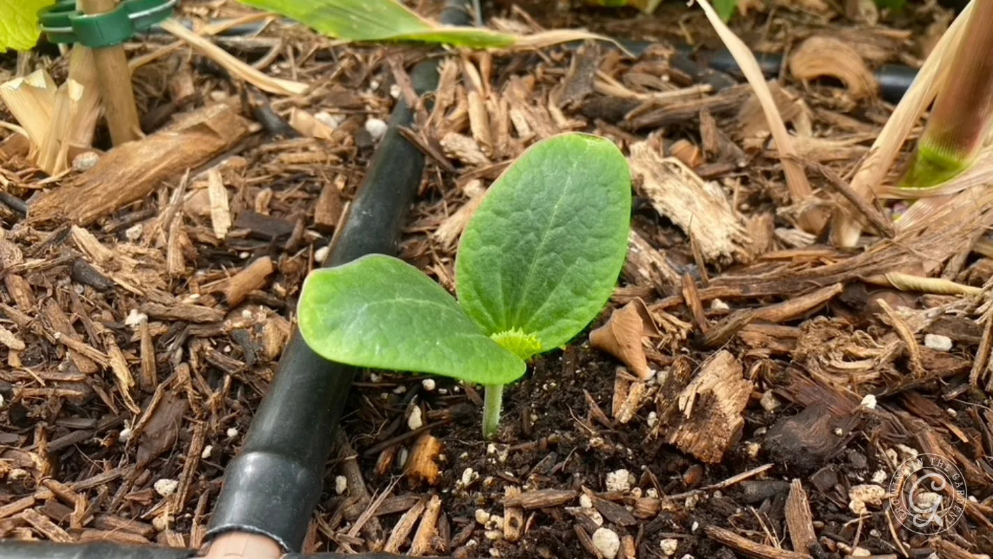 A small green seedling with two leaves growing in soil and mulch next to a black irrigation tube.