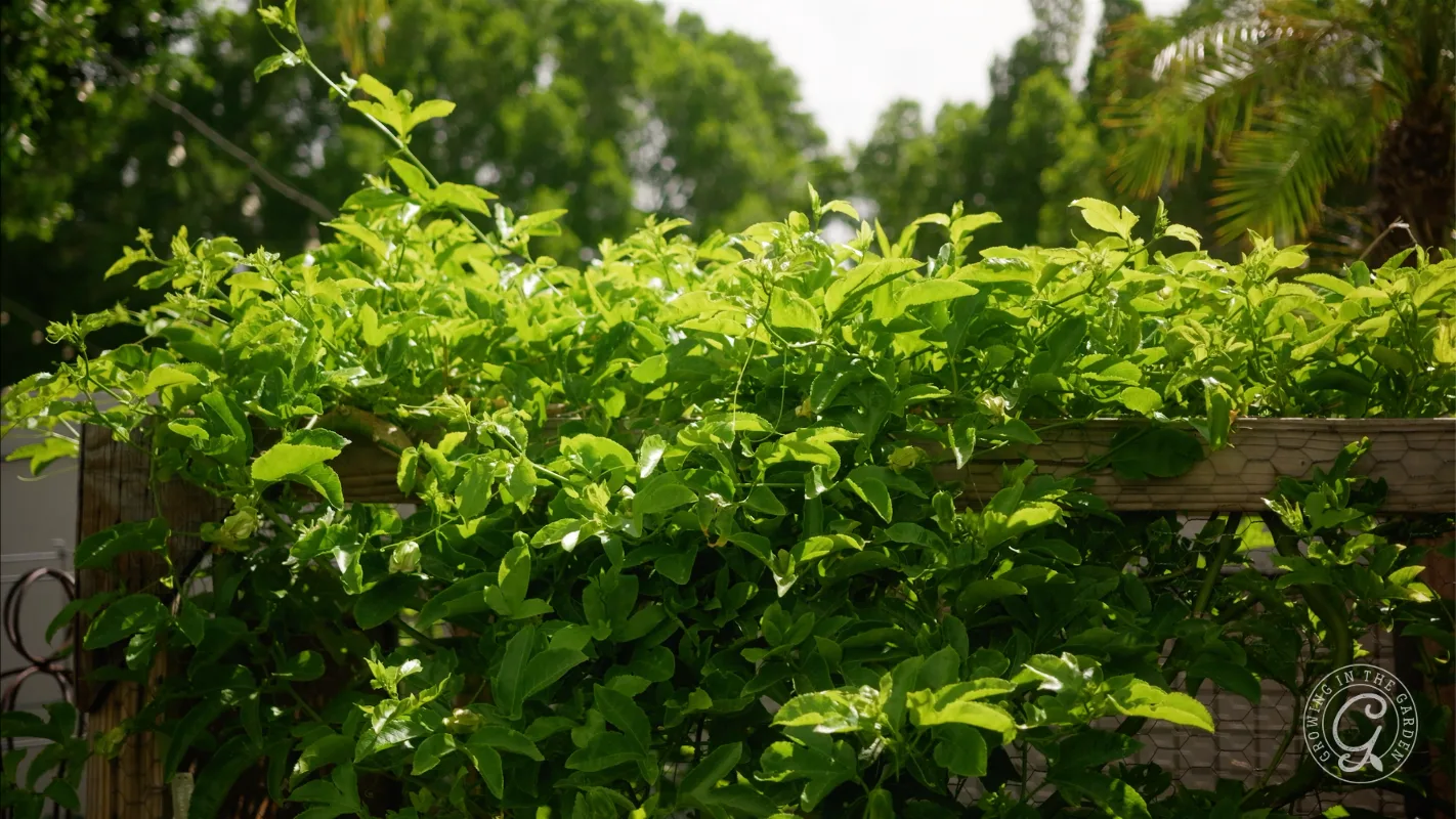 Dense green vines with lush leaves growing on a wooden fence, with trees blurred in the background.