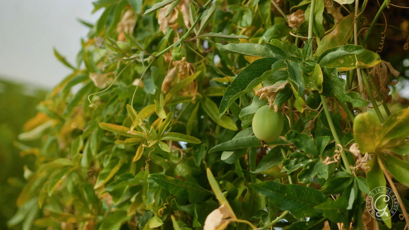 Green unripe passion fruit hanging on a leafy vine with some dried brown leaves visible.