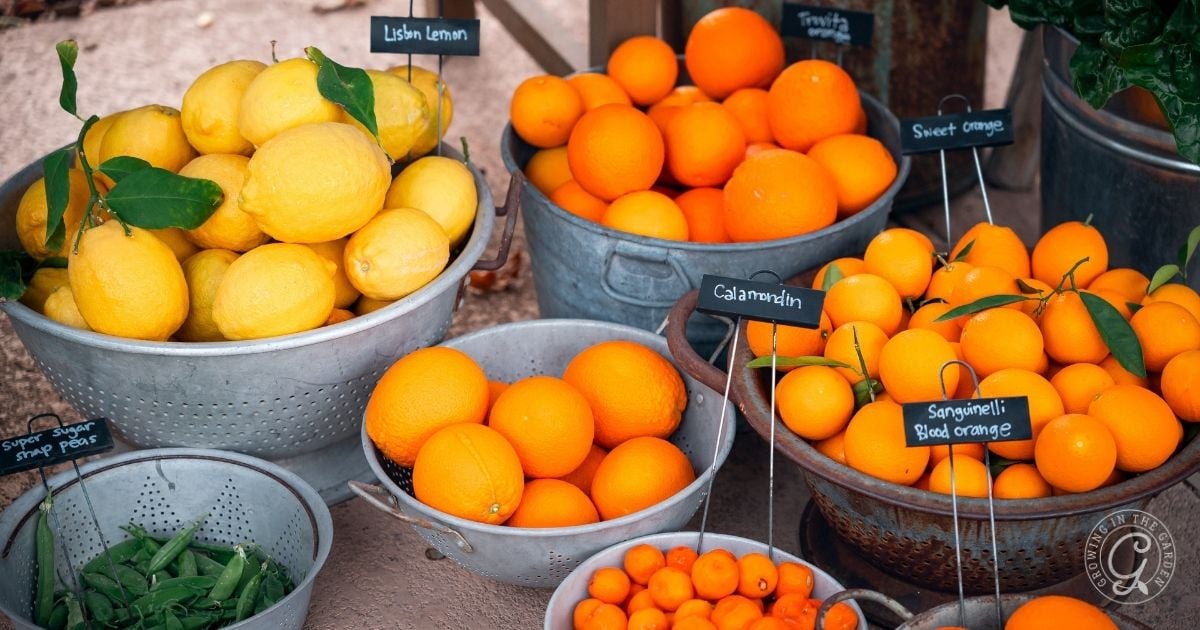 Arizona Garden in March - Citrus