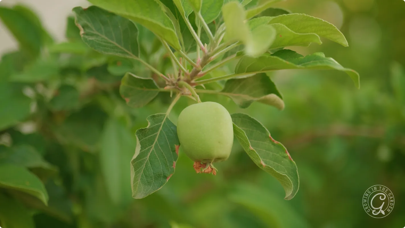 A small, green, unripe apple hanging from a branch among leaves.