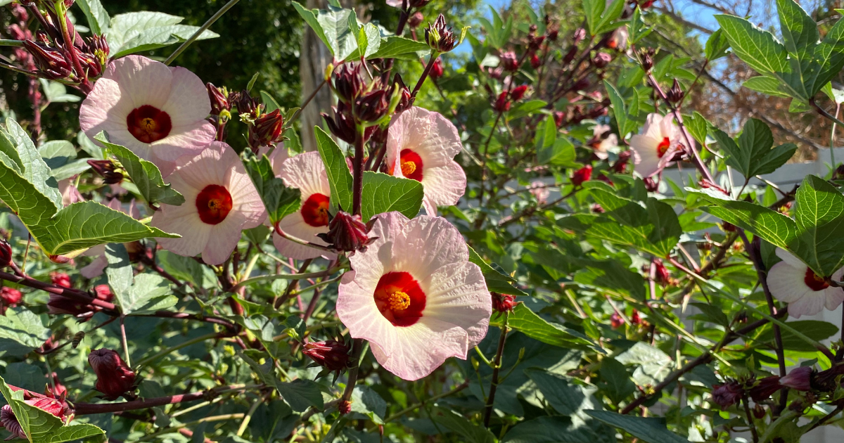 Pink hibiscus flowers with red centers blooming among green leaves under sunlight in a garden.