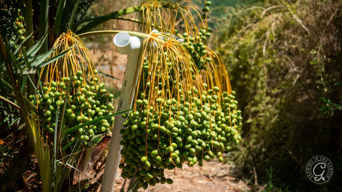 Clusters of green dates hanging from a palm tree, supported by a white PVC pipe.