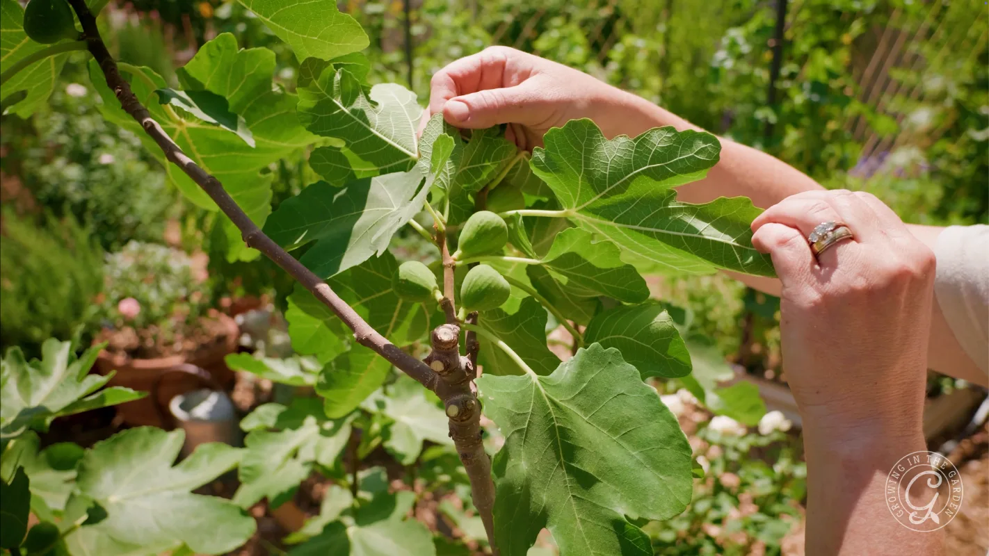 Hands checking small green figs on a branch.