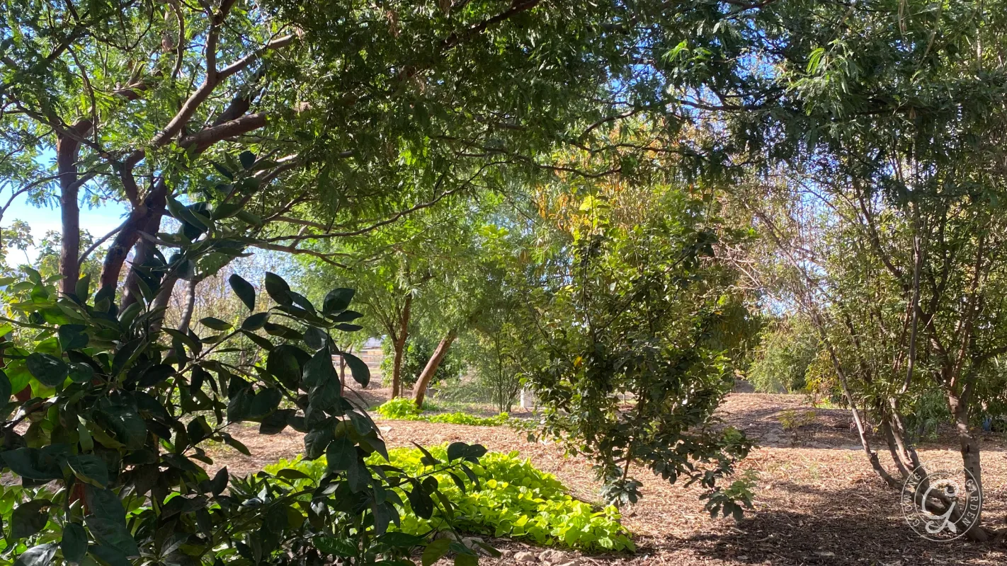 Sunlight filters through the leafy canopy of a garden with trees and shrubs.