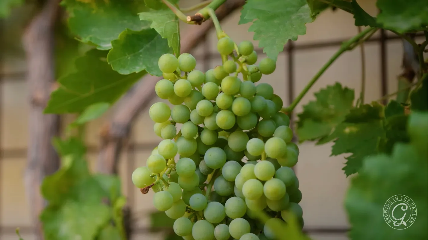 A cluster of green grapes hanging on a vine.