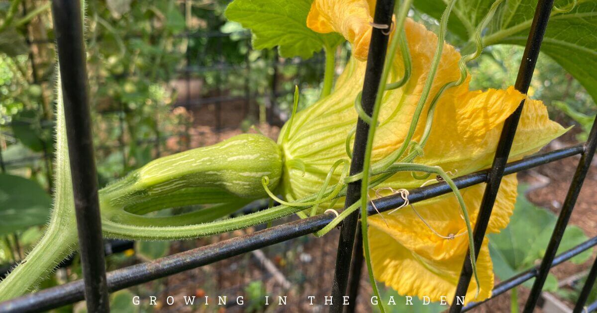 How to Grow Butternut Squash