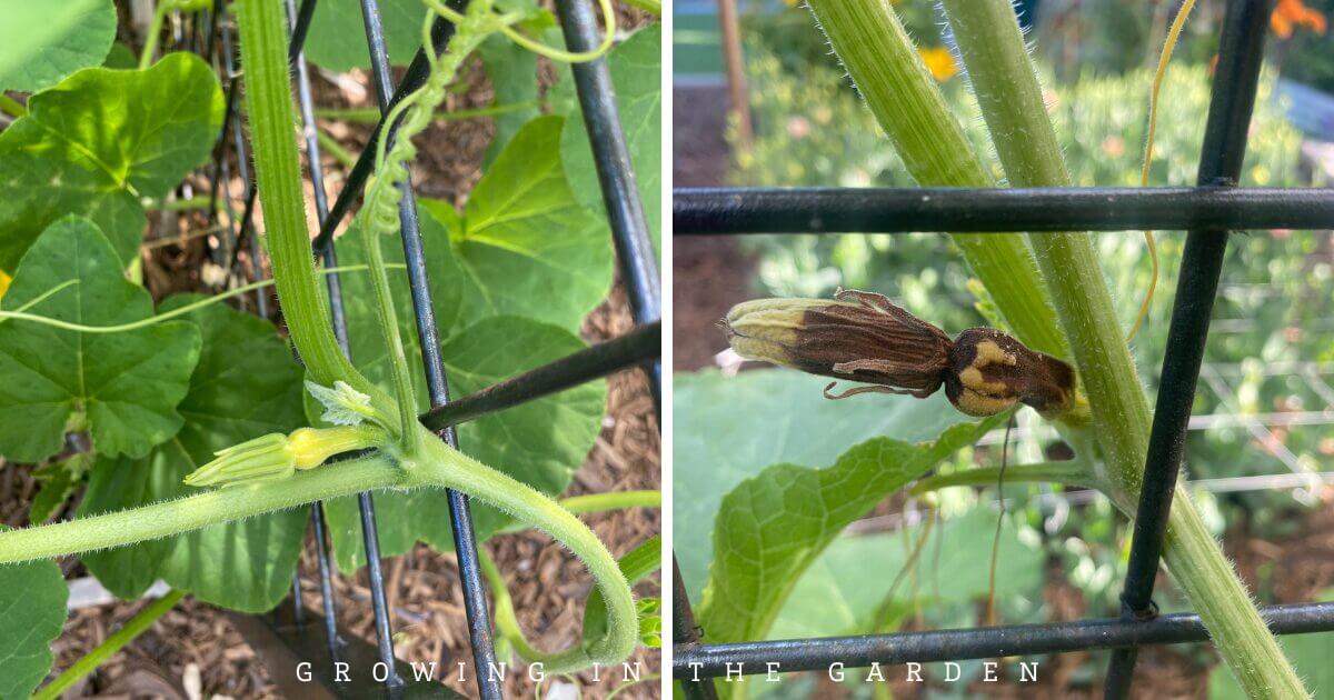 How to Grow Butternut Squash