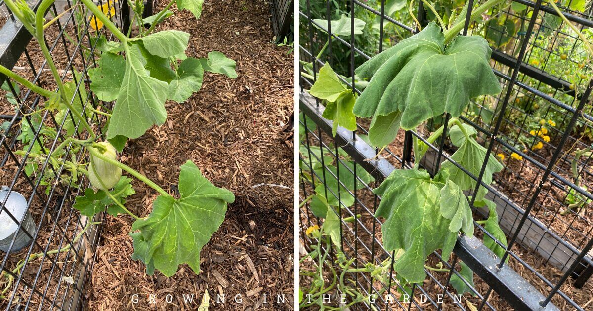 How to Grow Butternut Squash Growing In The Garden