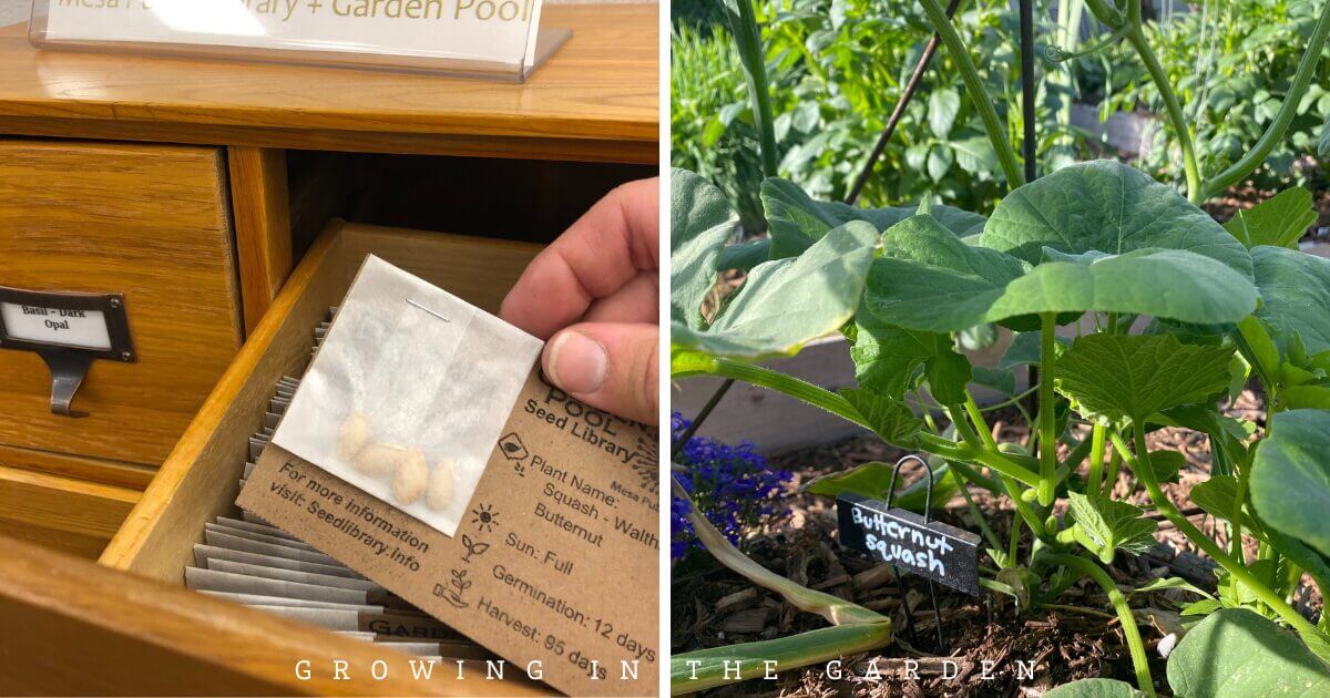 When to plant butternut squash in Arizona