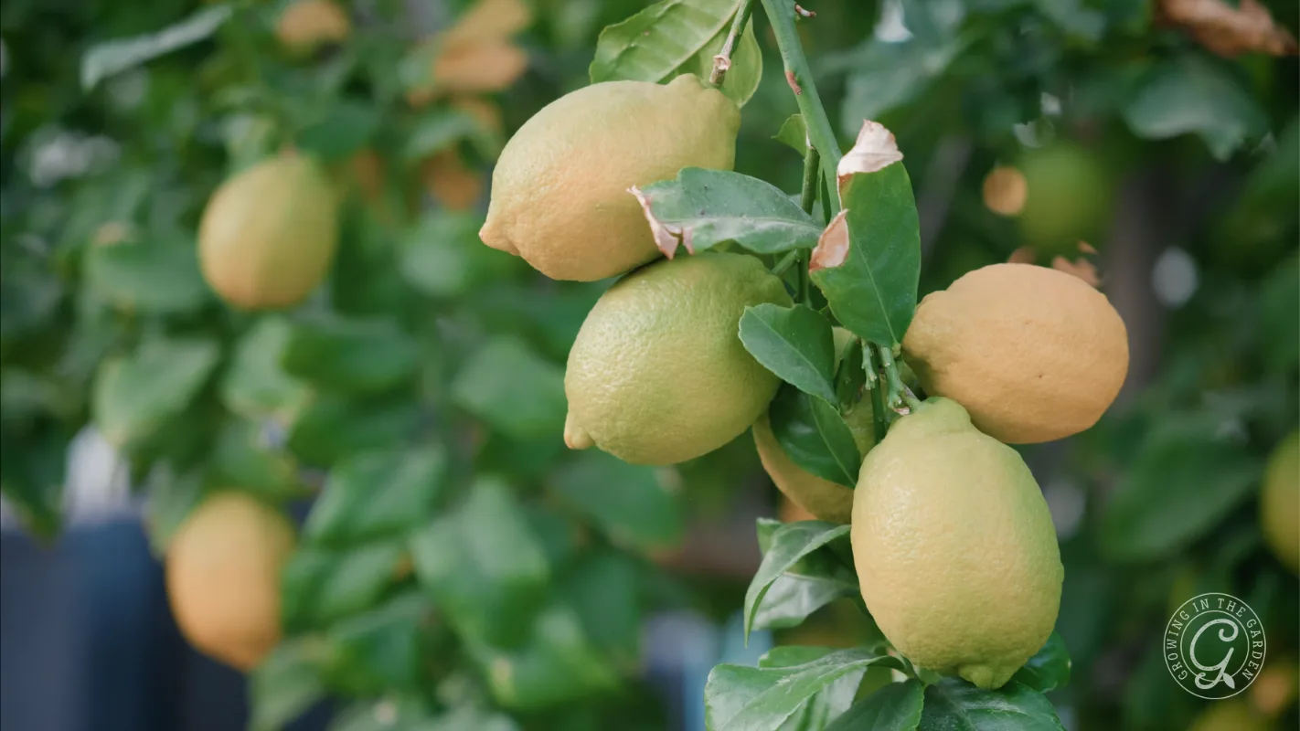 A cluster of lemons growing on a tree branch.
