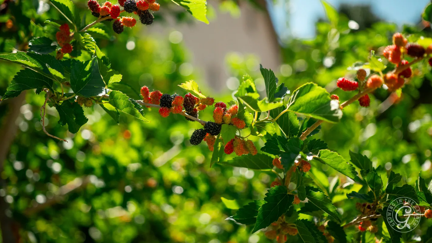 Mulberries in various stages of ripeness hanging from a leafy tree branch.
