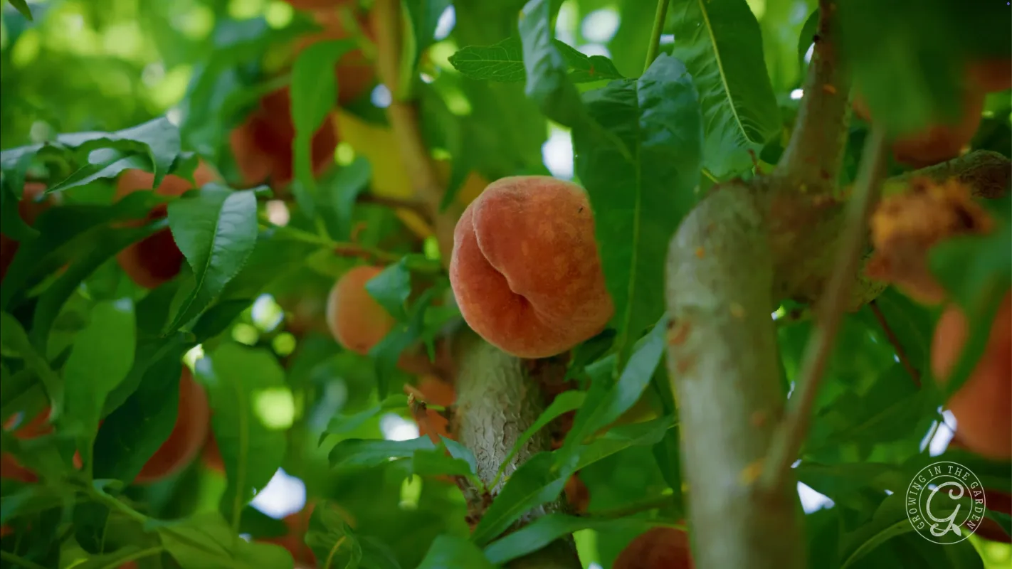 A ripe peach growing on a tree branch surrounded by green leaves.