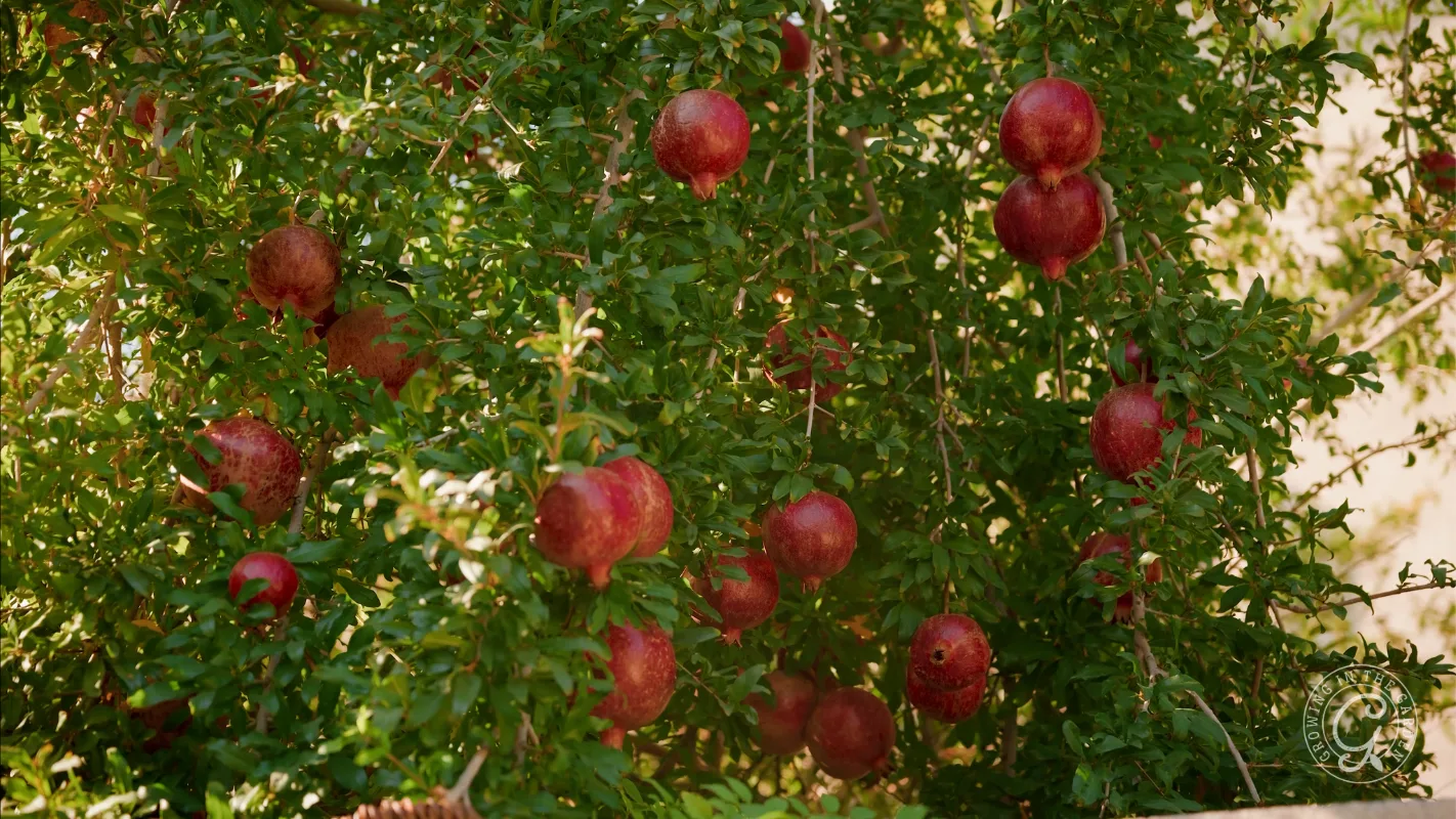 Pomegranate tree with many ripe red fruits hanging among green leaves.
