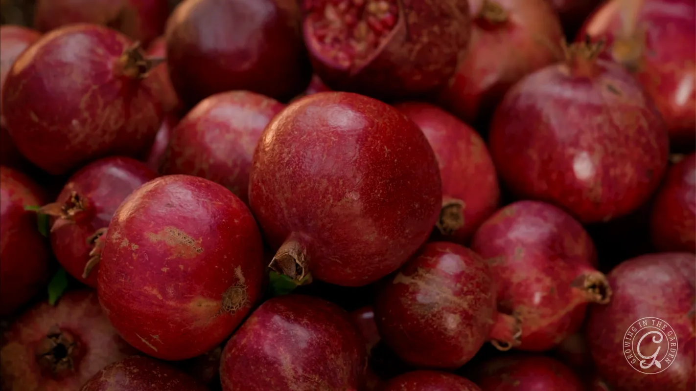 A pile of fresh red pomegranates.