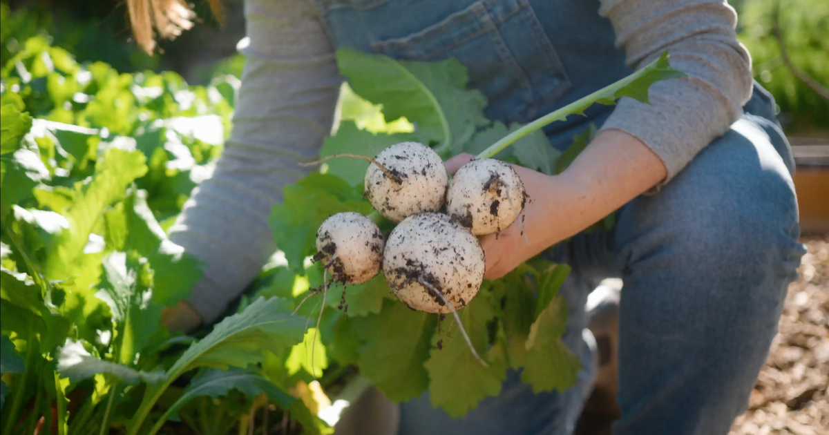 A person in overalls holds freshly harvested, dirt-covered turnips with green leaves attached.