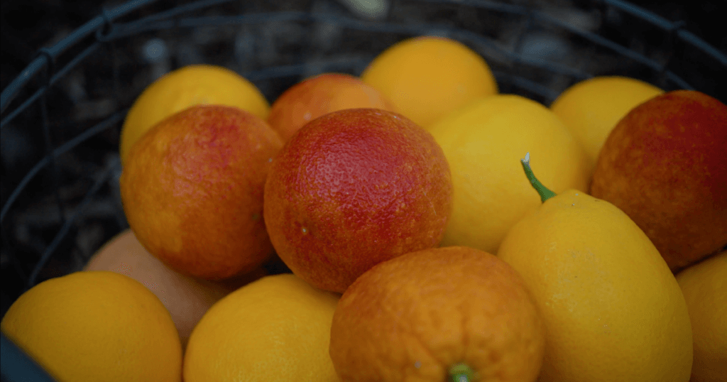 Types of Citrus Trees – Varieties of Citrus