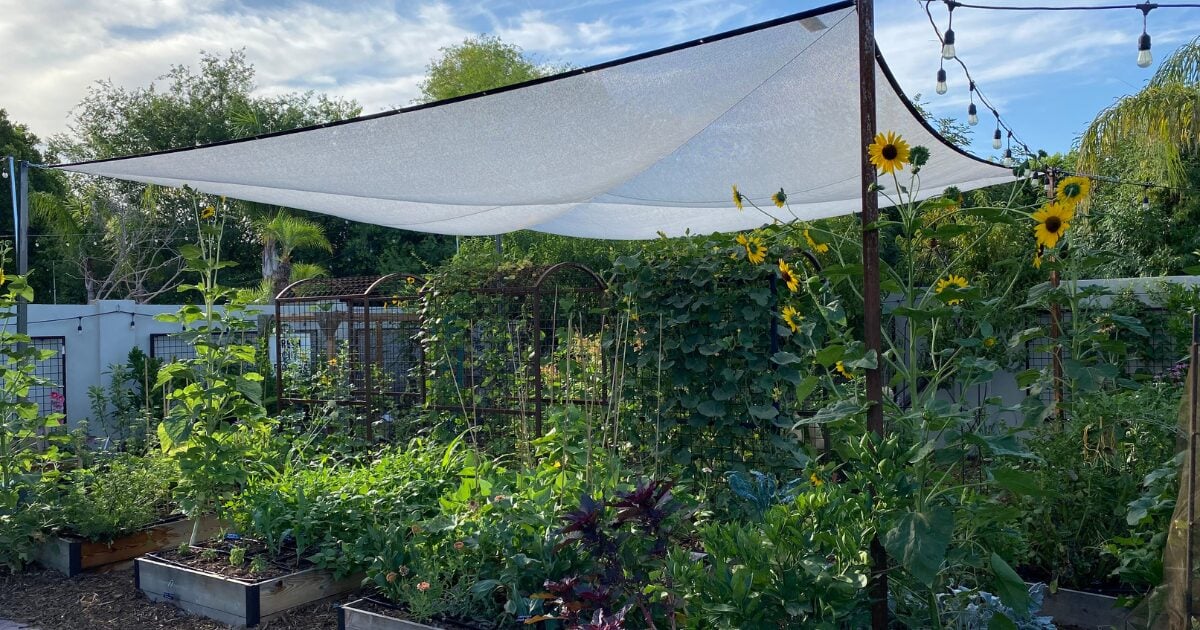 What Grows in Arizona Gardens in June