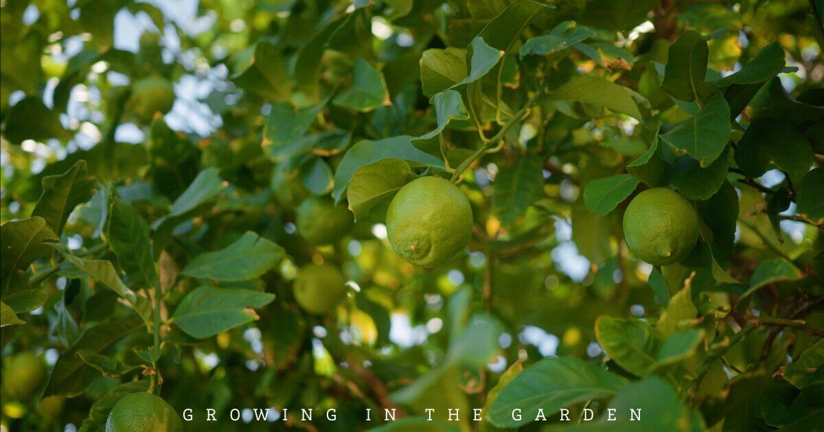 What to Plant for Year-Round Fruit Tree Harvests in an Arizona Food Forest