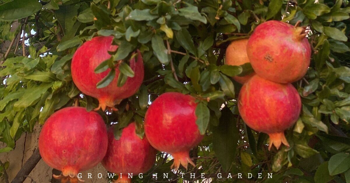 What to Plant for Year-Round Fruit Tree Harvests in an Arizona Food Forest
