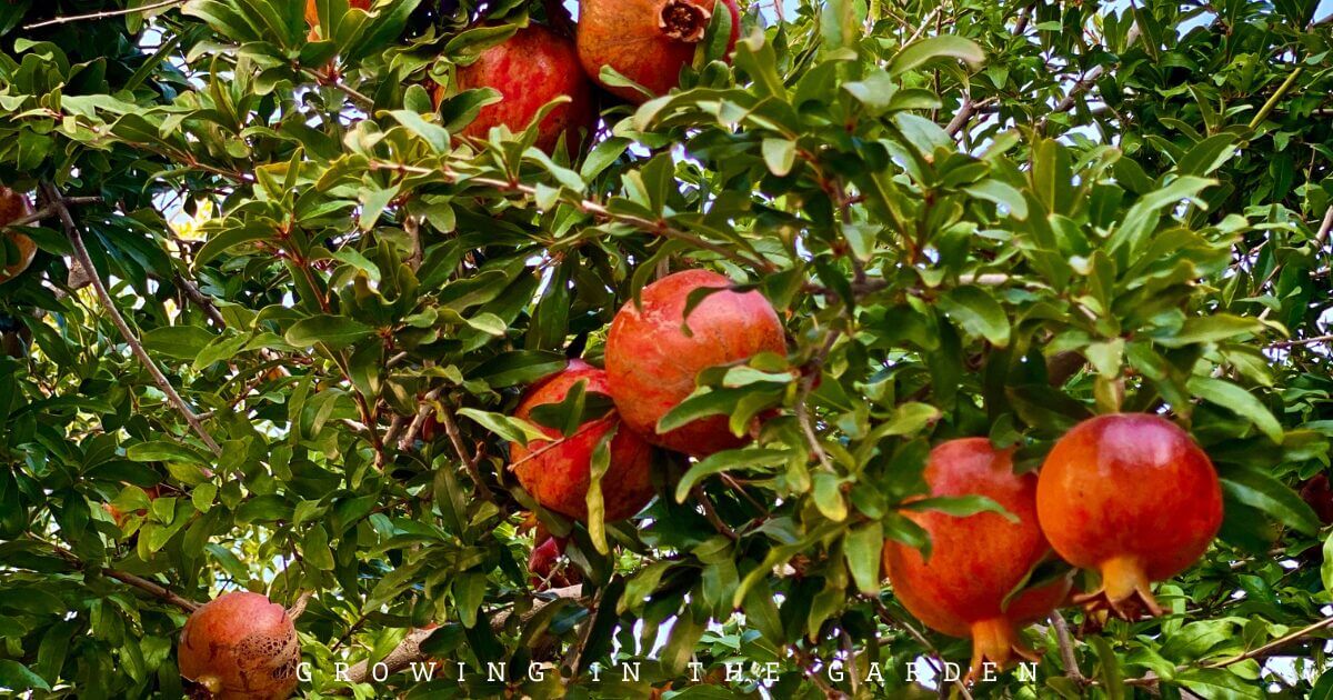 What to Plant for Year-Round Fruit Tree Harvests in an Arizona Food Forest