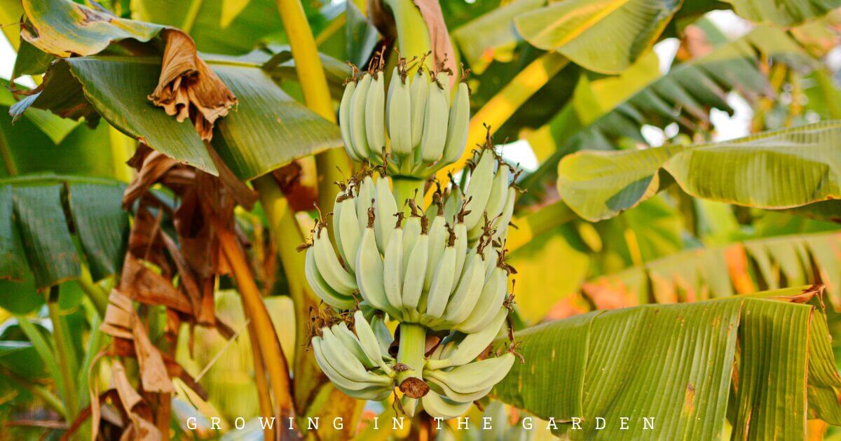 What to Plant for Year-Round Fruit Tree Harvests in an Arizona Food Forest