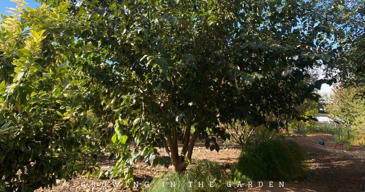 What to Plant for Year-Round Fruit Tree Harvests in Arizona