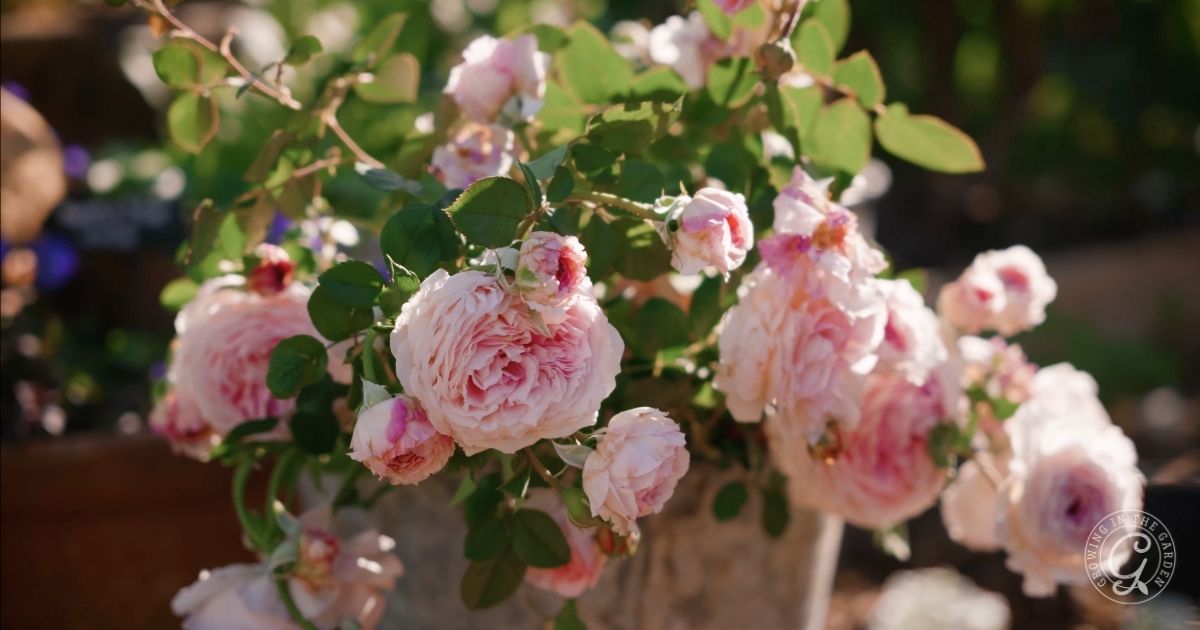 roses