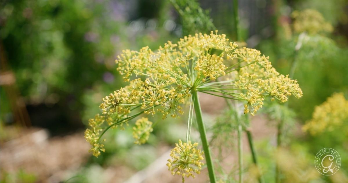 dill bolting