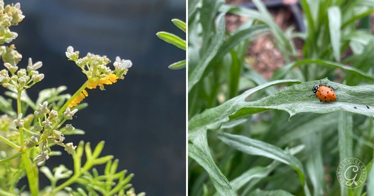 lady bug eggs and lady bug