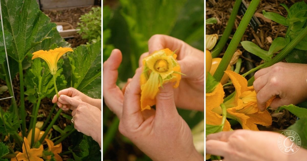 how to hand pollinate squash