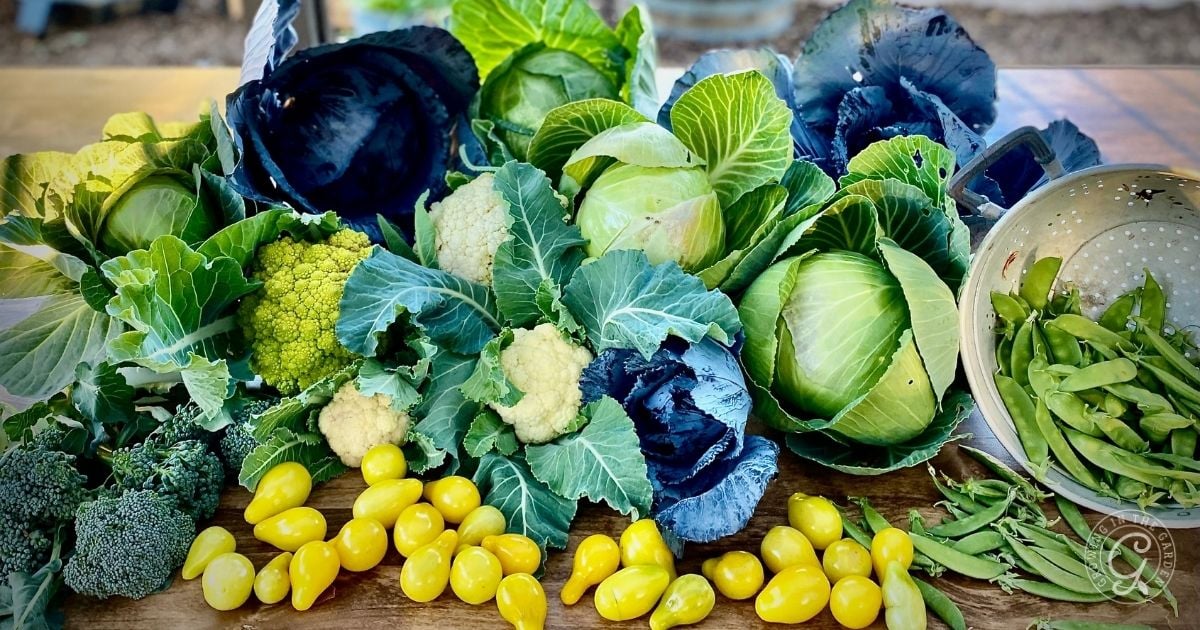 cool season harvests