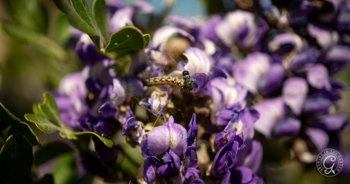 Texas Mountain Laurel