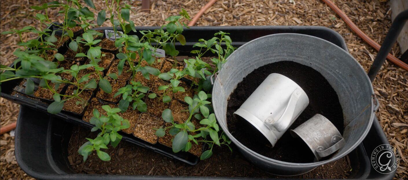 Seedlings in a tray beside a metal bucket filled with soil and two metal measuring cups.