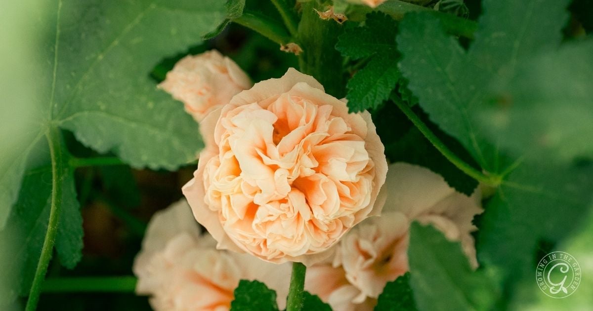 A close-up of a ruffled, pale peach-colored hollyhock surrounded by green leaves 