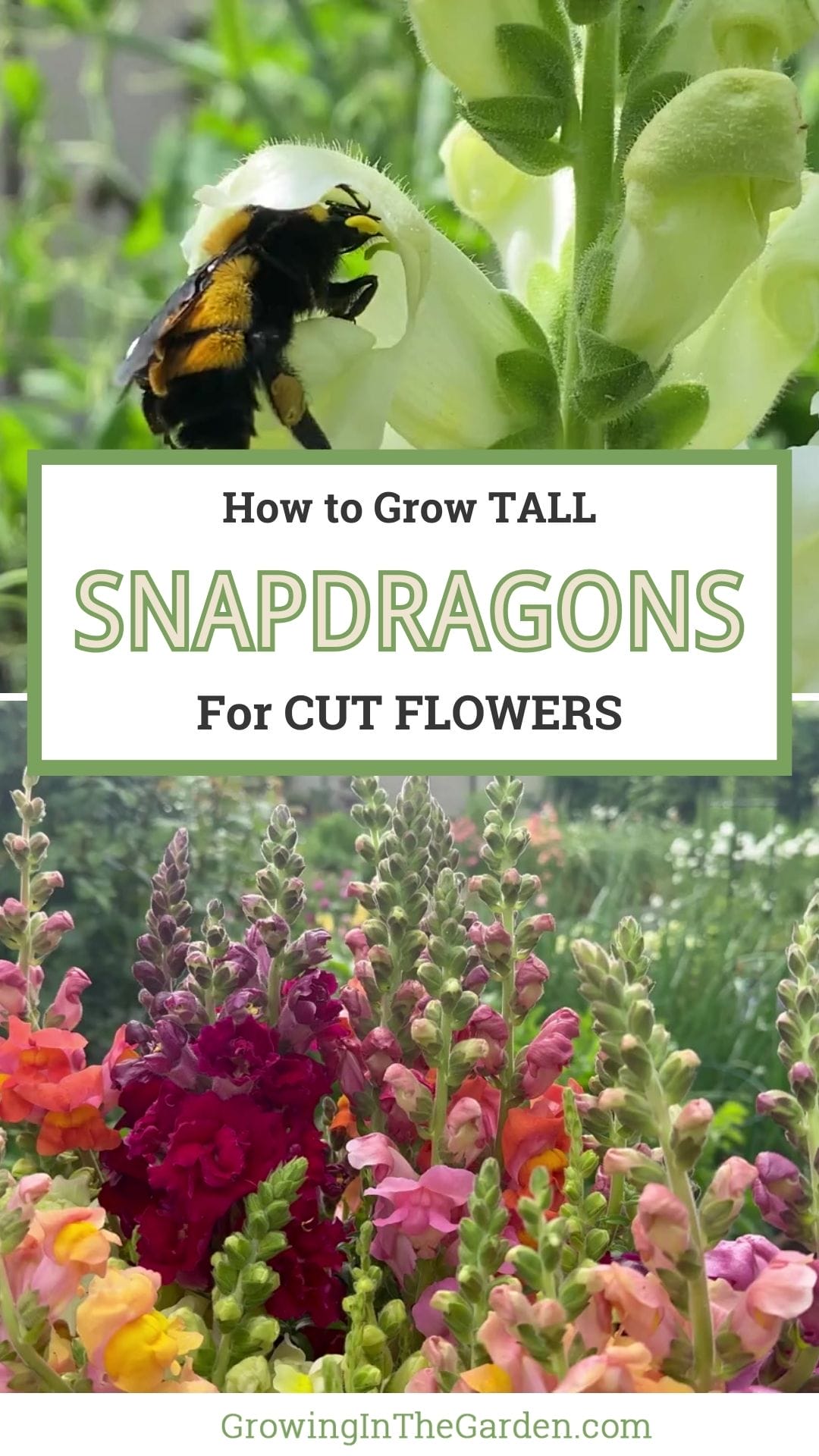 How to Grow Tall Snapdragons for Cut Flowers