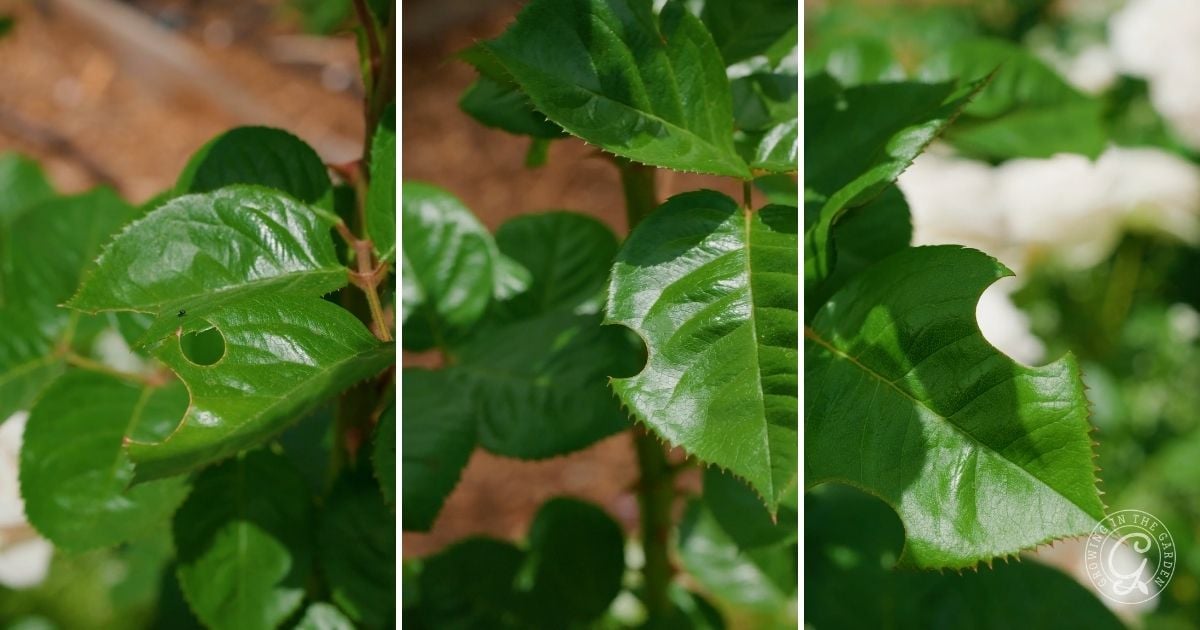 Close-up of green rose leaves with semi-circular holes on the edges, likely caused by leafcutter bees. 
