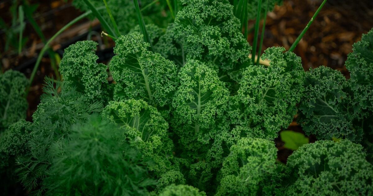 Kale