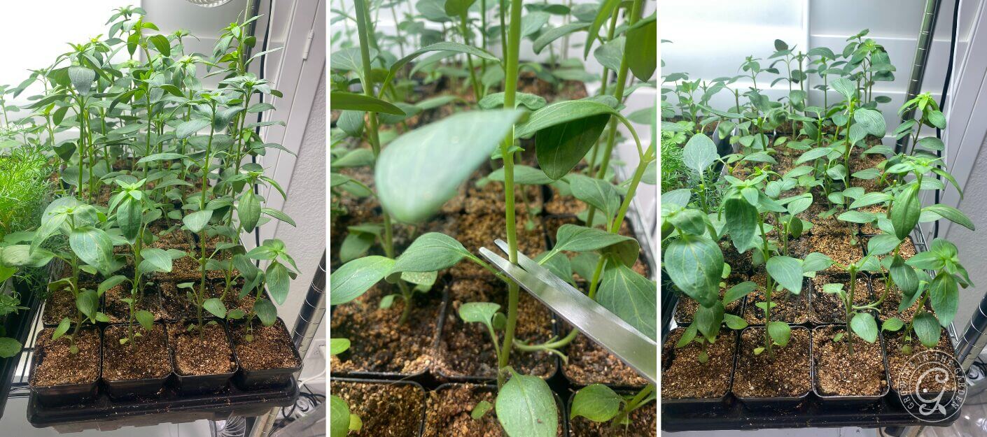 Three panels showing young plants in pots; center panel has scissors trimming a plant stem.