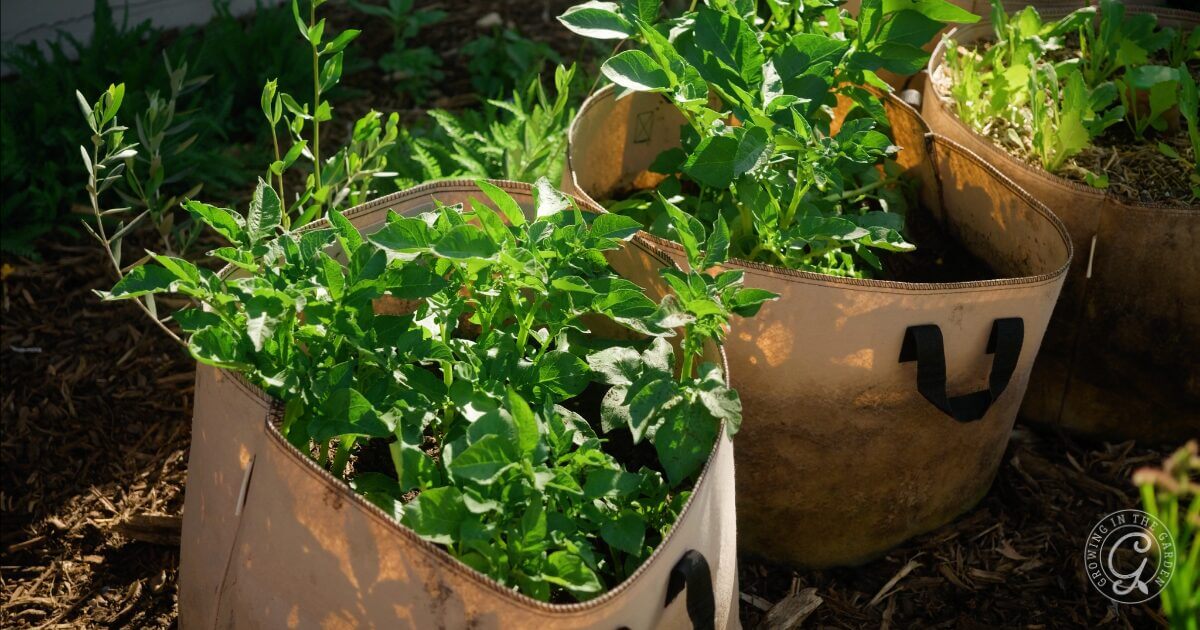 Grow Bags
