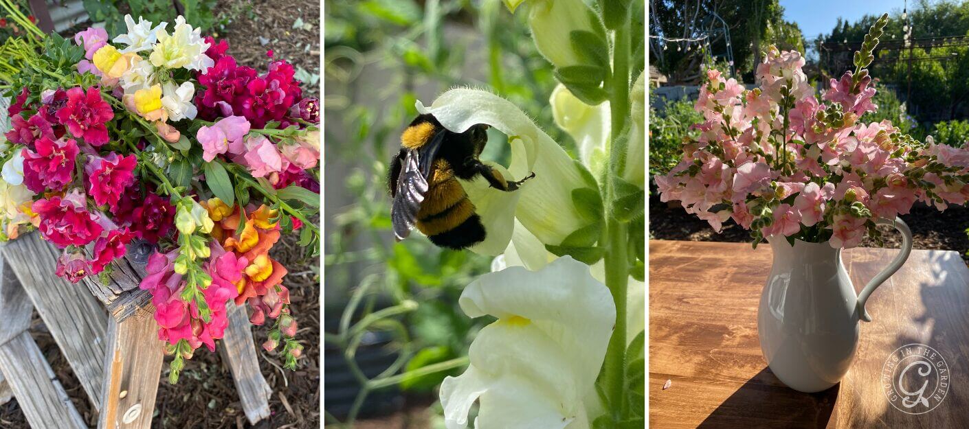 Three images: colorful snapdragon flowers on a chair, a bumblebee on a snapdragon, and snapdragons in a white vase.