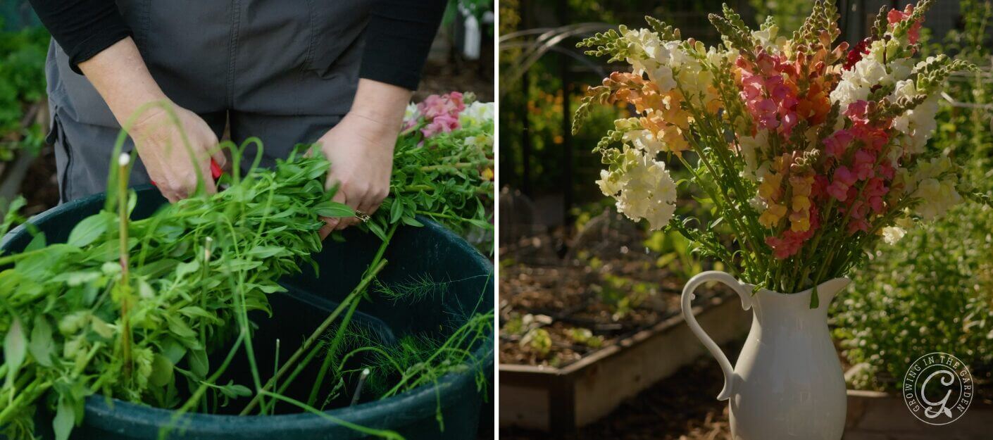 How to Grow Tall Snapdragons for Cut Flowers