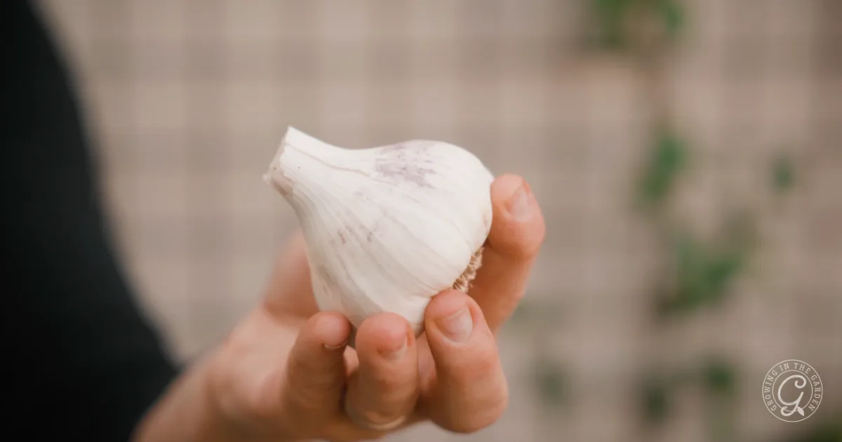 A hand holding a whole garlic bulb in front of a blurred checkered background.