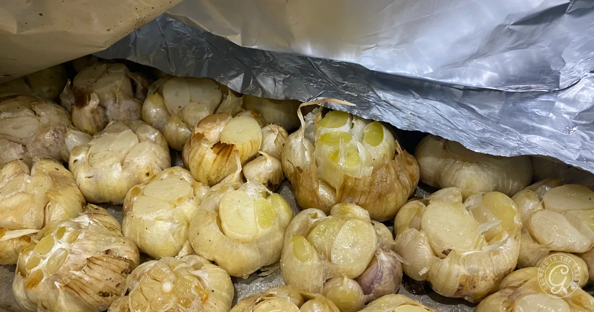 Several heads of roasted garlic partly covered with a sheet of aluminum foil.