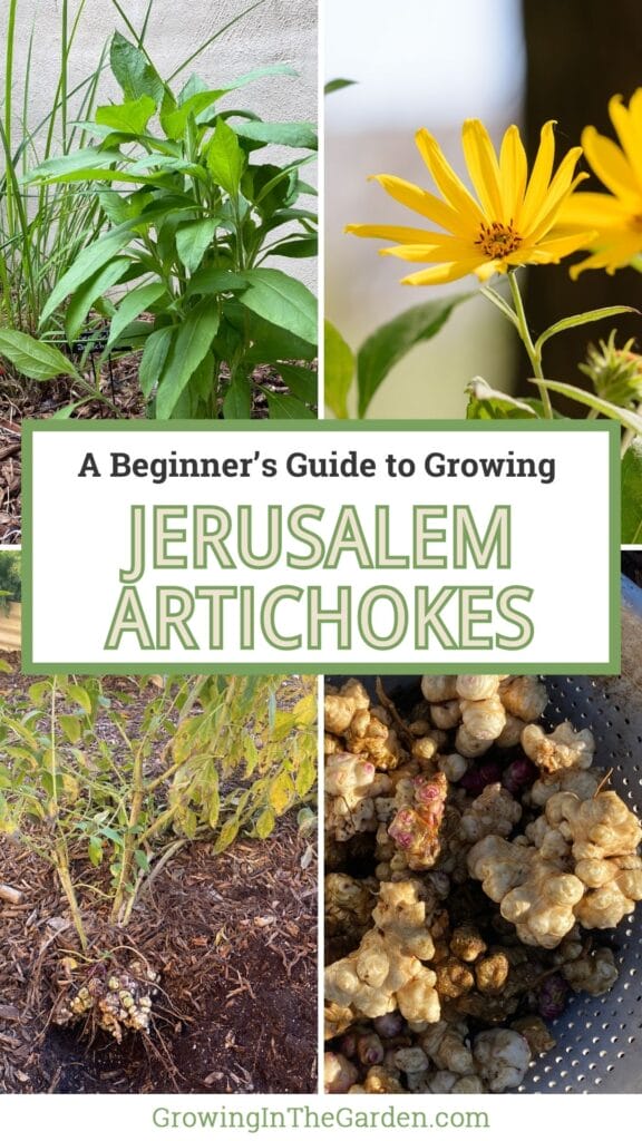 How to Grow Jerusalem Artichokes